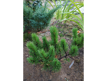 ����� Winter Gold