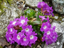 Primula wulfeniana.jpg