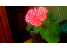 ���������� Noel Gordon