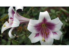 ����� ���������� ����