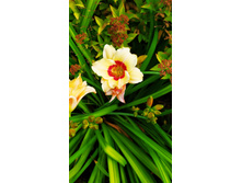 �������� ������ ���� ����