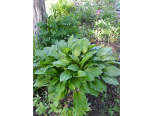 ����� �������������� 40-100 ���.