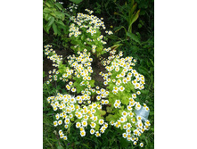 ���������� ������� (�������� �������, ���������, ����������)