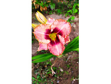 �������� ������ �������