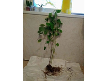 ��������� ������ ����� 130-150 ���. ������ ����� 1 �