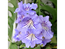 Cerruti.JPG