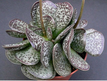 ���������� ��������� ( Adromischus MACULATUS) - 250- 300 ���.