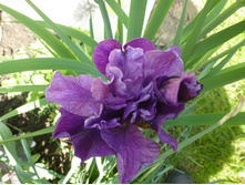 P1090156.JPG ��������� ����.