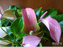 �������� ���� ����� ( Joli Pink.)