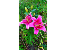 IMG 20190720 200044.jpg