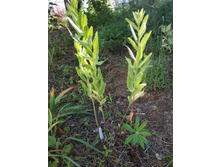 ������ ���� �������