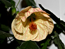 ������� - 300 ���.