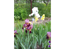 ���� ����� �������