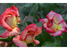 ��������� ���� �������