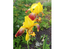 IMG 20190711 223247.jpg