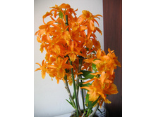 ���������� ������ ��������� (Dendrobium-nobile-firebird) 550 ���