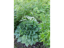 ����� ������� 50-100