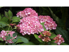 ��������� �������������� �������