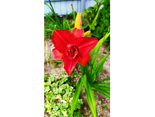 �������� ����� ����