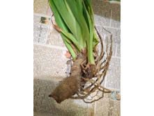 ������ ��������� �����