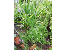 IMG 20190624 105339.jpg