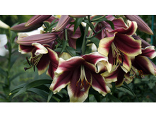 ����� ������� ����