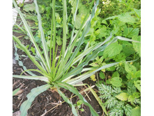 IMG 20190708 085735.jpg