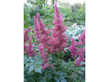 �������� ��������� ����������� 100 ���.