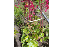 ������� - 70 �. ���� 1 �������.