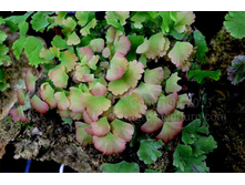 �������� ( ��� ������� ����� ) ���� ������ ������  ( Adiantum Scutum Roseum)