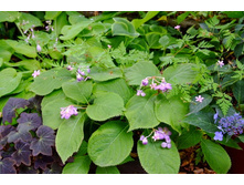 Deinanthe caerulea.jpg