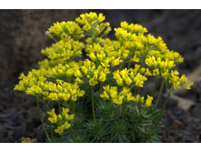 Draba aizoon.jpg