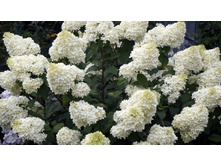 ������ �����