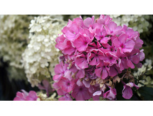 ����� ���������