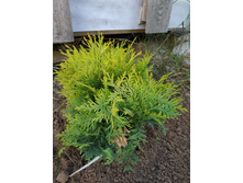 ������ �����