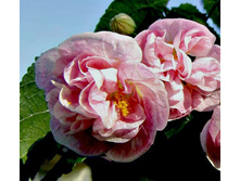 Victorian Lady - 200 ���.