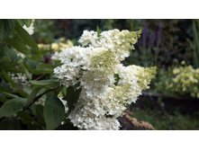 ��������� ����������� �����������