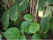 IMG 20190810 193107.jpg