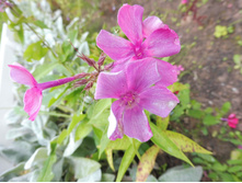 ���� ��������