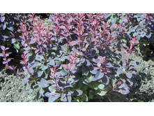 Berberis Pola C2 15-20-5,71 ���� ��� 5��.jpg