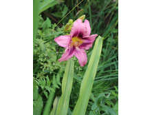 ���� �����.jpg