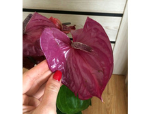 �������� ��� ( �������� Utah)