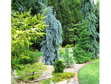 Picea pungens The Blues C12 50-60 CM-���� 85,50 ����. �������� 1��