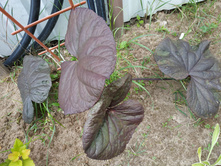 ���� ��������