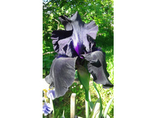 BLACK TIE AFFAIR 250 ���