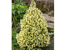 ��� ��������� (���� 'Conica Maigold')-=-.jpg