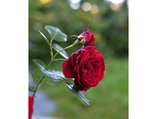 ���� ������� Leonardo