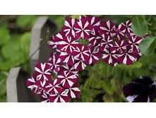 ������� Voodoo Burgundy Star