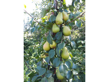 ����� "���������"