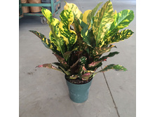 ������ ( ������ ) ���� ����������� Codiaeum variegatum Magnificent